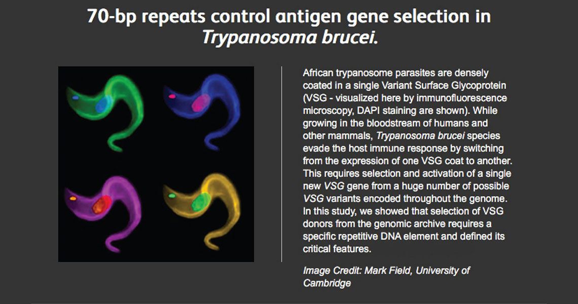 70-bq repeats control antigen gene selection in trypansoma brucei