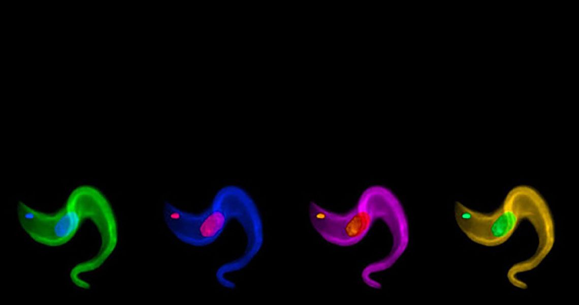 Parasite uses repetitive DNA sequences to select new coat protein genes from archive