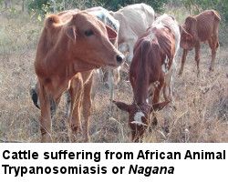 Cattle suffering from African Animal Trypansomiasis or Nagana