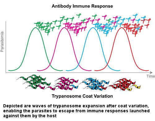 Parasite waves; antibody diagram. Depicted are waves of trypansome expansion after coat variation, enabling the parasites to escape from immune response launched against them by the host