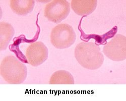 African Trypansomes